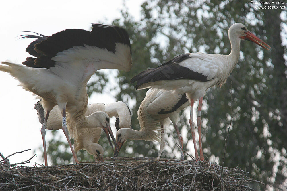 White Storkimmature, Reproduction-nesting