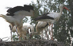 Cigogne blanche