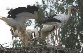 White Stork