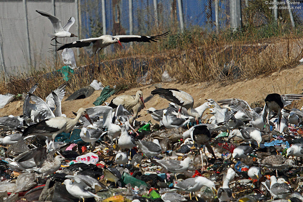 White Storkadult breeding, Behaviour