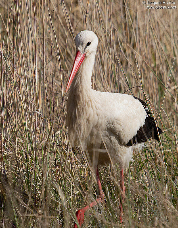 White Storkadult breeding