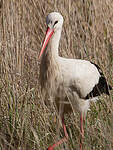 Cigogne blanche