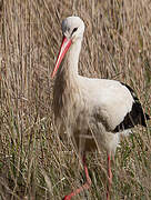 White Stork