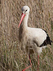 Cigogne blanche