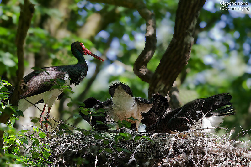 Black Stork, identification, Reproduction-nesting