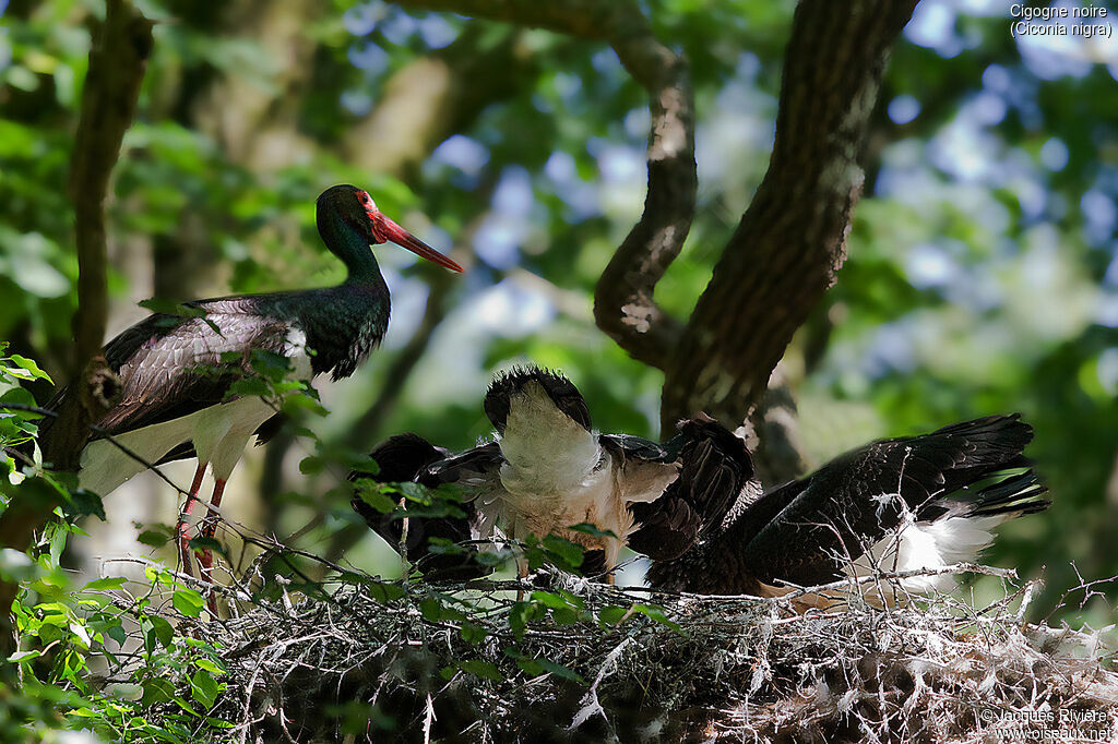 Black Stork, identification, Reproduction-nesting