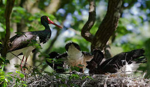 Cigogne noire