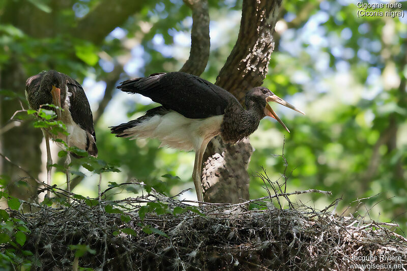 Black Storkjuvenile, identification, Reproduction-nesting
