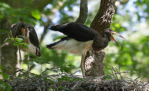 Black Stork