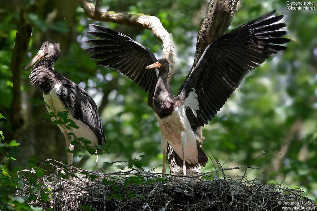 Cigogne noirejuvénile, identification, Nidification