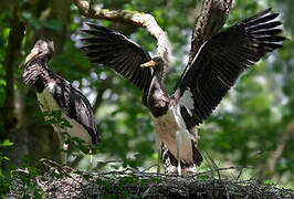 Cigogne noire