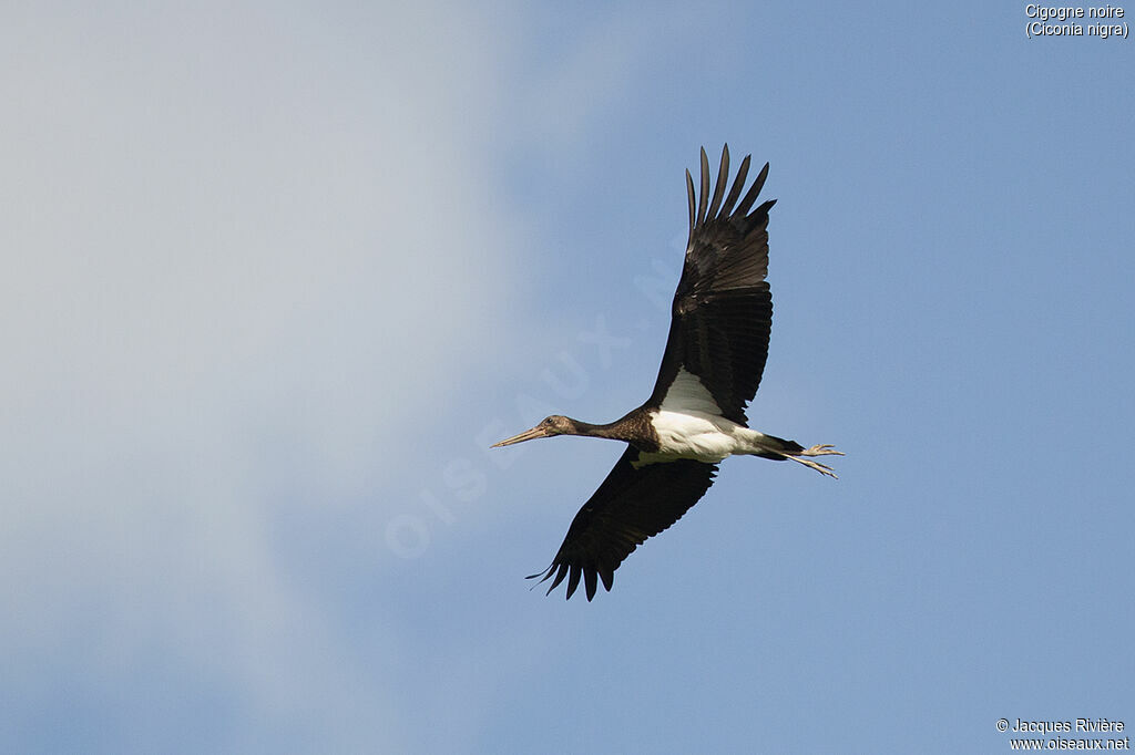 Cigogne noireimmature, Vol