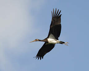 Cigogne noire