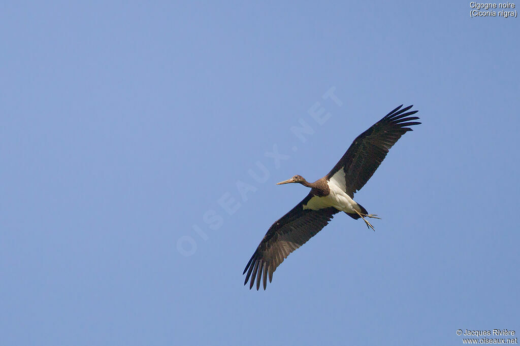 Cigogne noireimmature, Vol