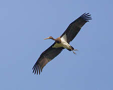 Black Stork