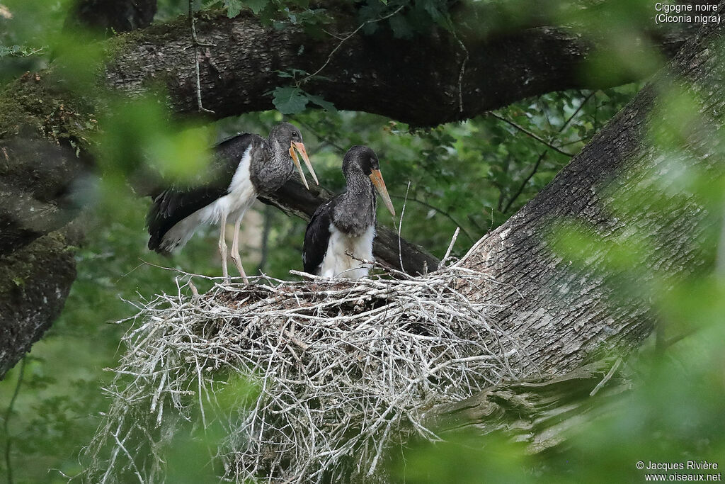 Cigogne noireimmature, identification, Nidification