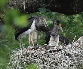 Cigogne noire