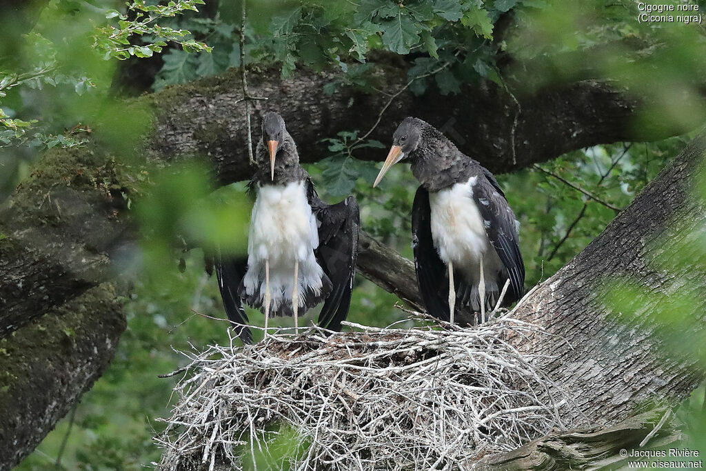 Cigogne noire