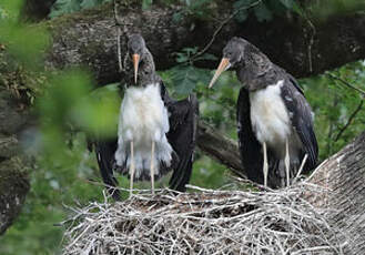 Cigogne noire