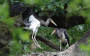 Black Stork