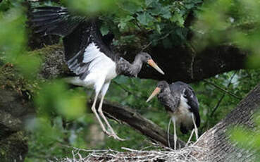 Cigogne noire