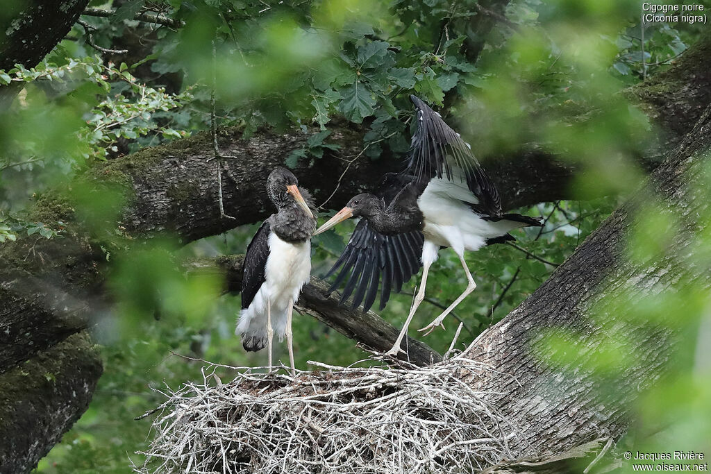 Cigogne noire