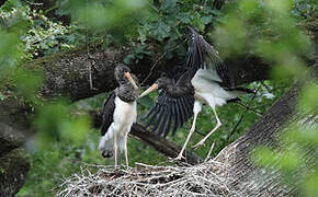 Cigogne noire