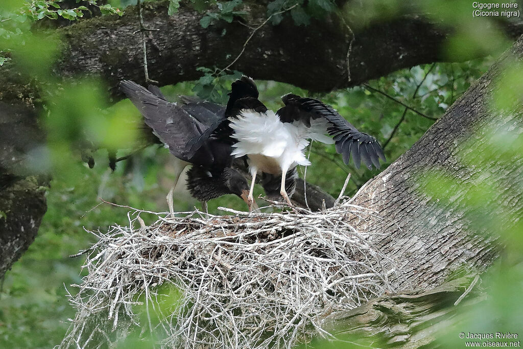 Cigogne noire