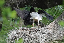 Black Stork