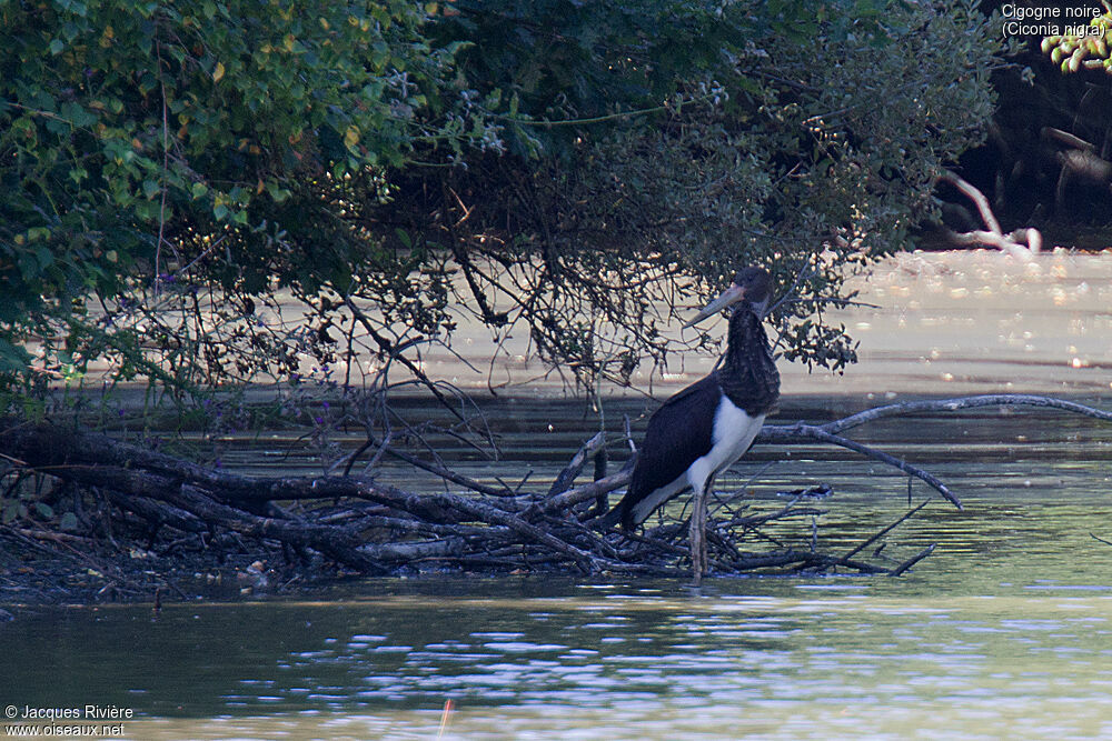 Cigogne noireimmature, identification