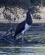 Black Stork