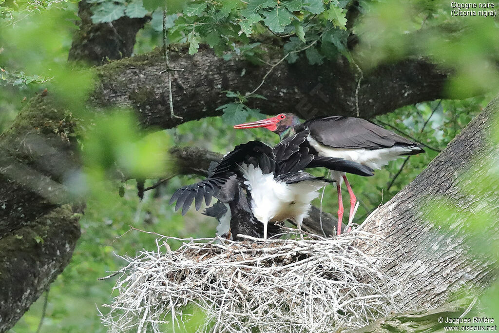 Cigogne noire