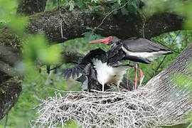 Cigogne noire