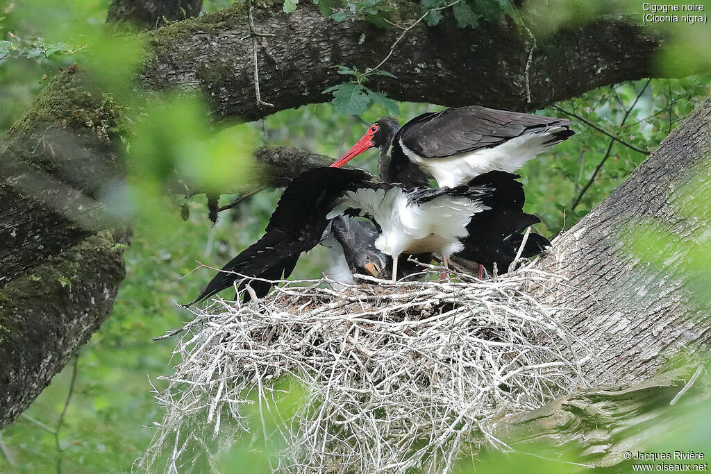 Black Stork