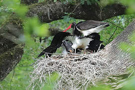 Black Stork