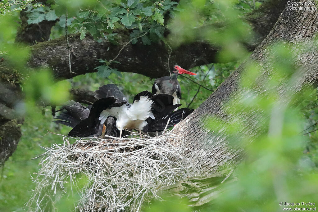 Cigogne noire