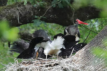 Cigogne noire