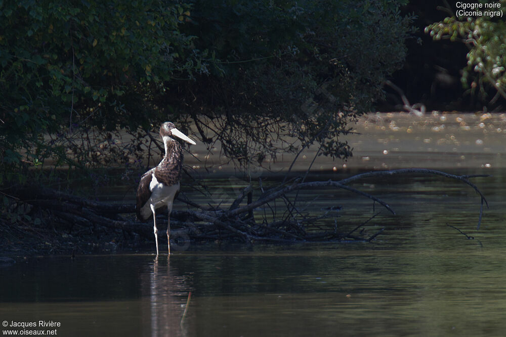 Cigogne noireimmature, identification, habitat