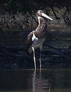 Black Stork