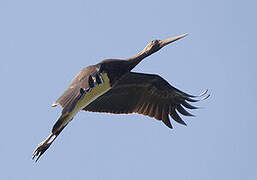 Black Stork