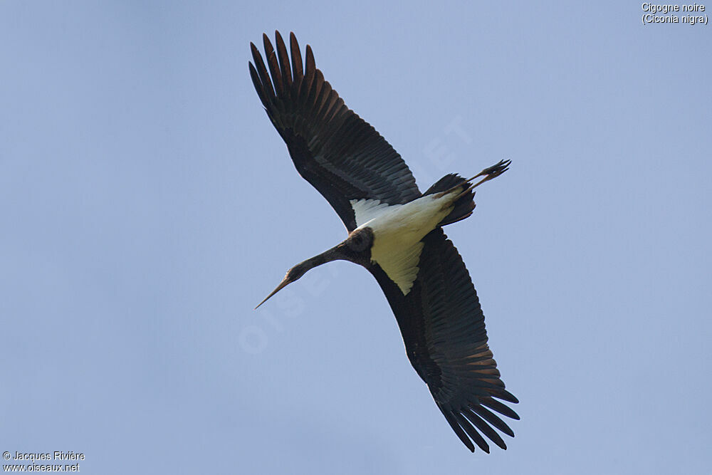 Cigogne noireimmature, Vol