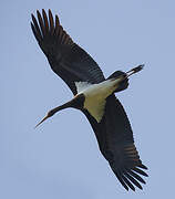 Black Stork