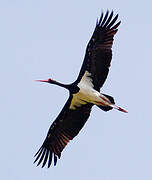 Black Stork