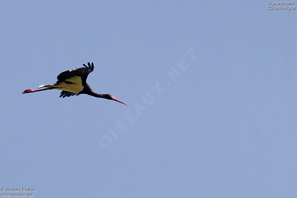 Cigogne noireadulte nuptial, Vol