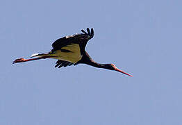 Black Stork