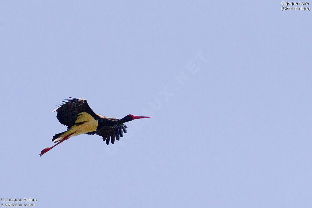 Black Storkadult breeding, Flight