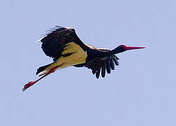 Black Stork