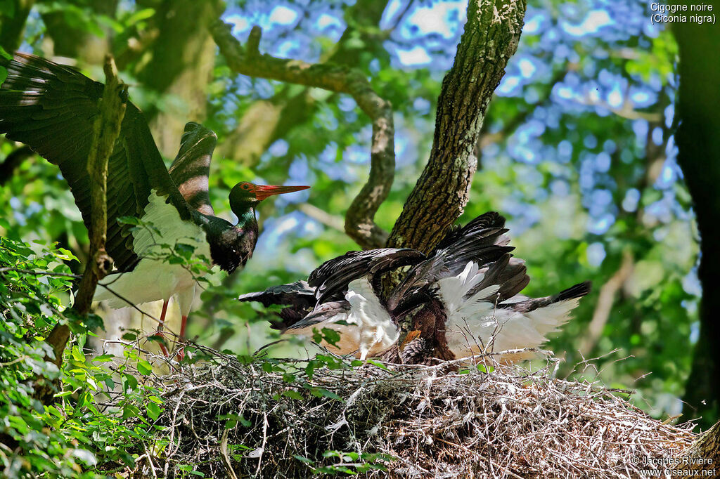 Black Stork, identification, Reproduction-nesting