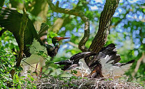 Cigogne noire