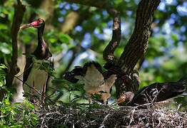 Cigogne noire